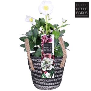 Helleborus niger 'Christmas Carol' P12 (Handle basket series)