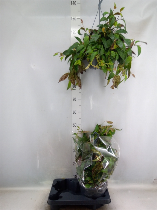 <h4>Aeschynanthus marmoratus</h4>