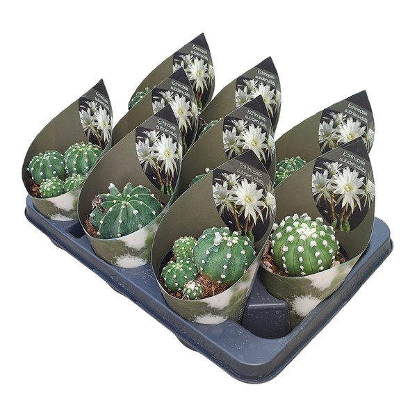 <h4>ECHINOPSIS SUBDENUDATA - POT Ø 10,5 WITH POTCOVER (CACTUS)</h4>