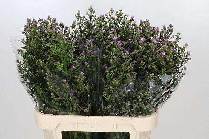 <h4>Aster Painted Lady</h4>