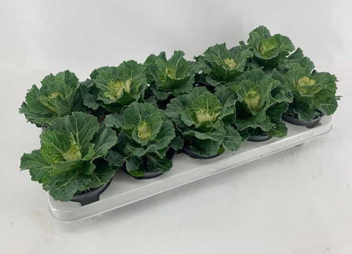 <h4>Brassica</h4>