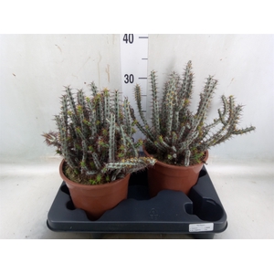 Euphorbia aeruginosa