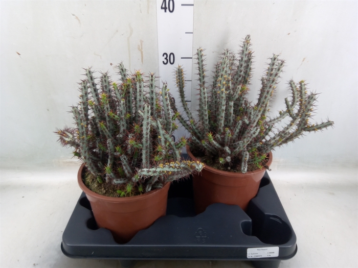 <h4>Euphorbia aeruginosa</h4>