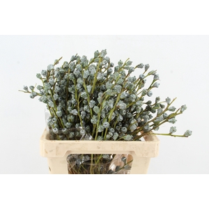 EUC GLOBULUS 250GR