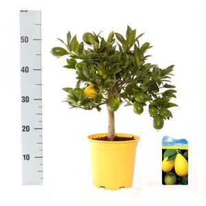 Citrus eustis Limonella on stem