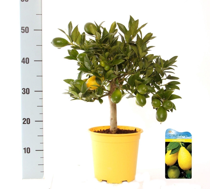 <h4>Citrus eustis Limonella on stem</h4>