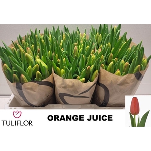 TU EN ORANGE JUICE