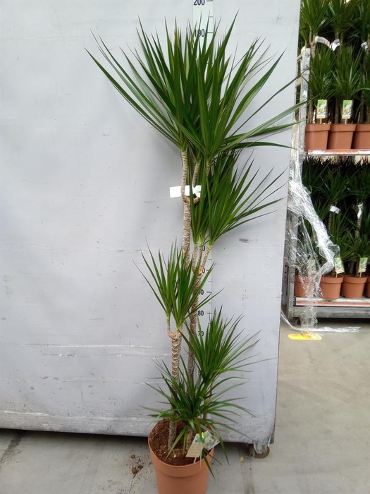 <h4>Dracaena marg.</h4>
