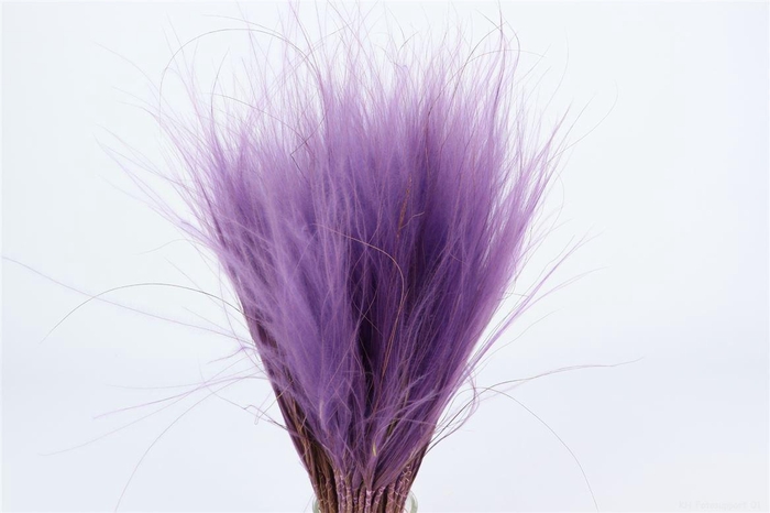 Bunch Stypha Pena Slv 50g L40