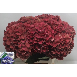 Hydrangea My Terracotta