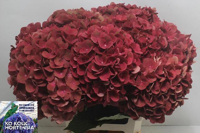 <h4>Hydrangea My Terracotta</h4>