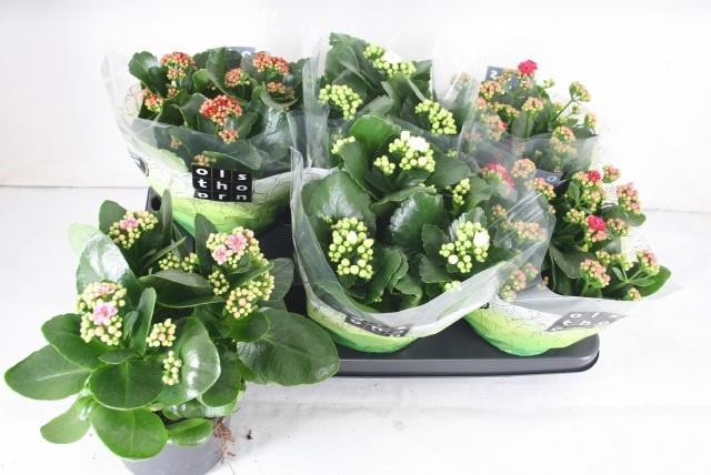 <h4>KAL GE GEM 4 KL</h4>