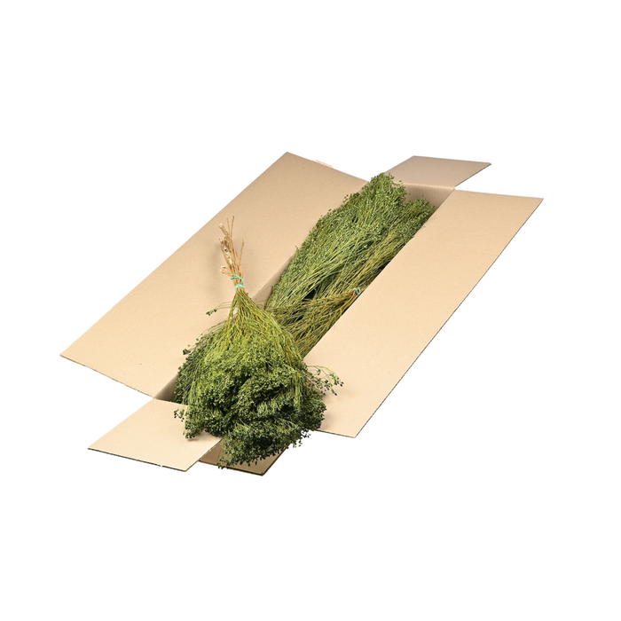 <h4>Broom Bloom Bunch Sb Moss Green</h4>