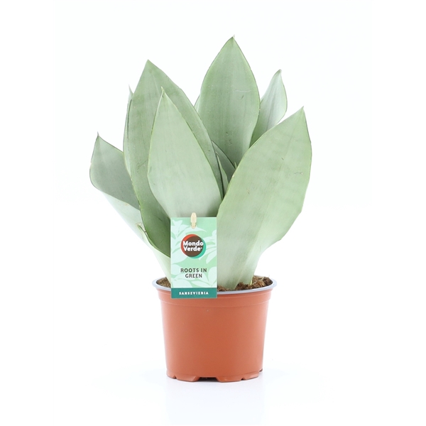 <h4>Sansevieria Moonshine</h4>