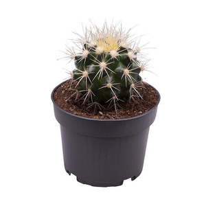 ECHINOCACTUS GRUSONII P9
