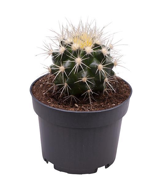 <h4>ECHINOCACTUS GRUSONII P9</h4>