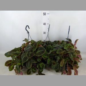 Episcia   ...