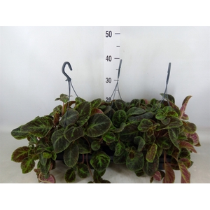 Episcia   ...