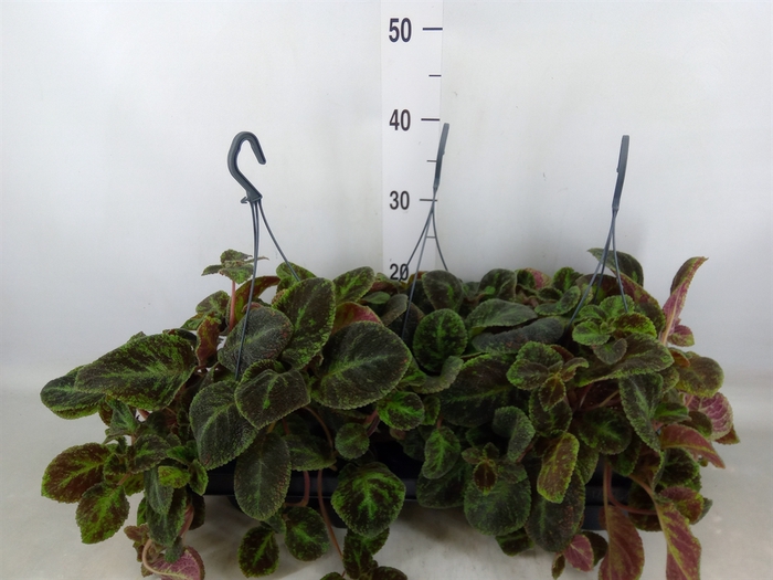 <h4>Episcia   ...</h4>