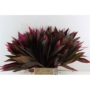 Cordyline Frut Baby Tie Red