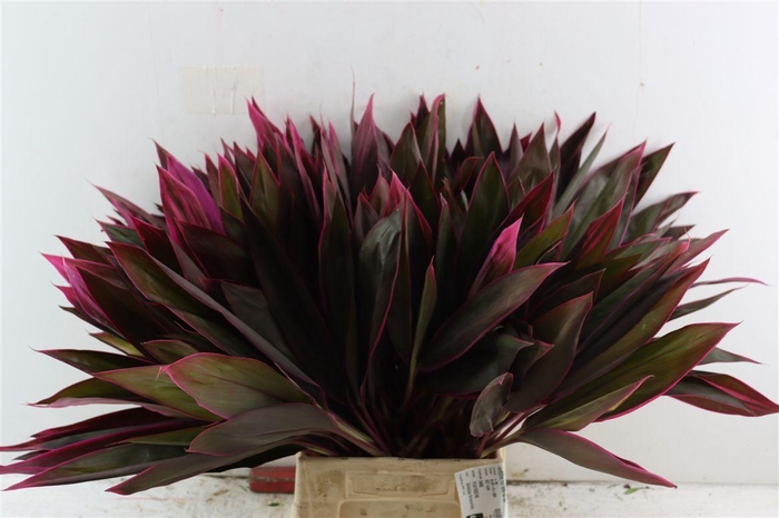 <h4>Cordyline Frut Baby Tie Red</h4>