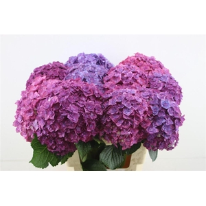 Hydr M Royal Anastasia 60-20 (nl)