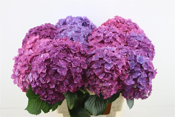 <h4>Hydr M Royal Anastasia 60-20 (nl)</h4>