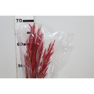 CAPIM ANDRE QUICE DESIDRATADO