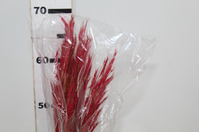 <h4>CAPIM ANDRE QUICE DESIDRATADO</h4>