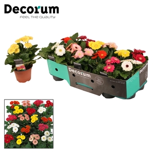 Gerbera Sundayz  3+bl. kraag Decorum