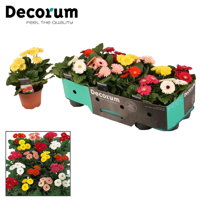 <h4>Gerbera Sundayz  3+bl. kraag Decorum</h4>