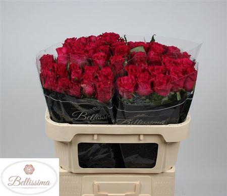 <h4>R Gr Ever Pink</h4>