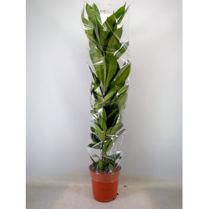 Ficus cyathistipula