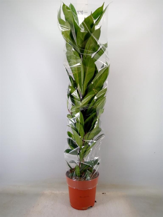 <h4>Ficus cyathistipula</h4>
