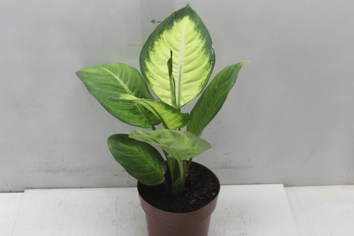 <h4>DIEFFENBACHIA TROPIC MARIANA P17</h4>
