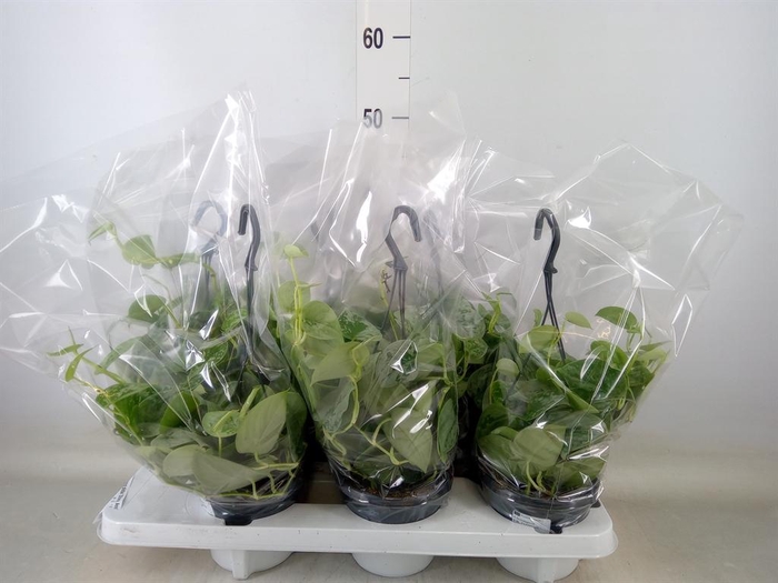 <h4>Scindapsus pictus 'Silvery Ann'</h4>