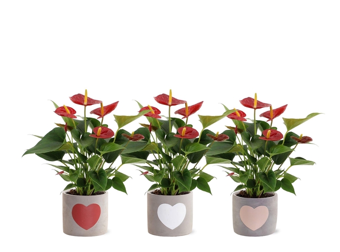 Anthurium Diamond Red in Jolijn 2 ceramics