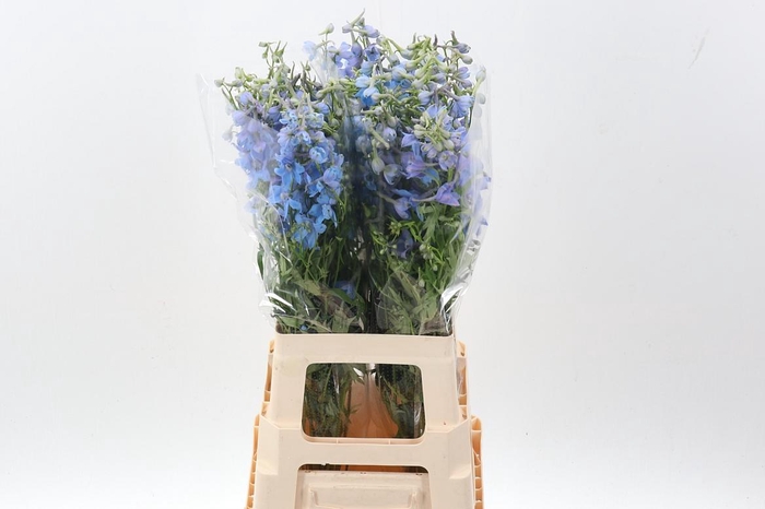 <h4>Delph En Ballkleid</h4>