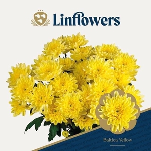 Chrys tr Baltica yellow