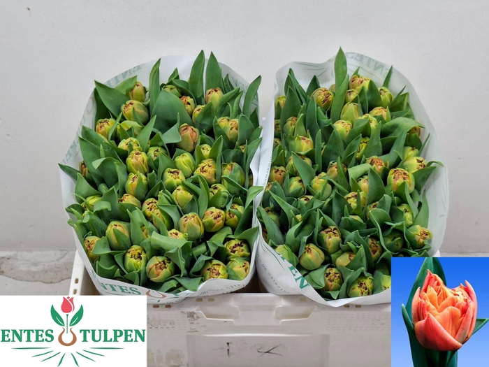 <h4>TU DU VALDIVIA</h4>