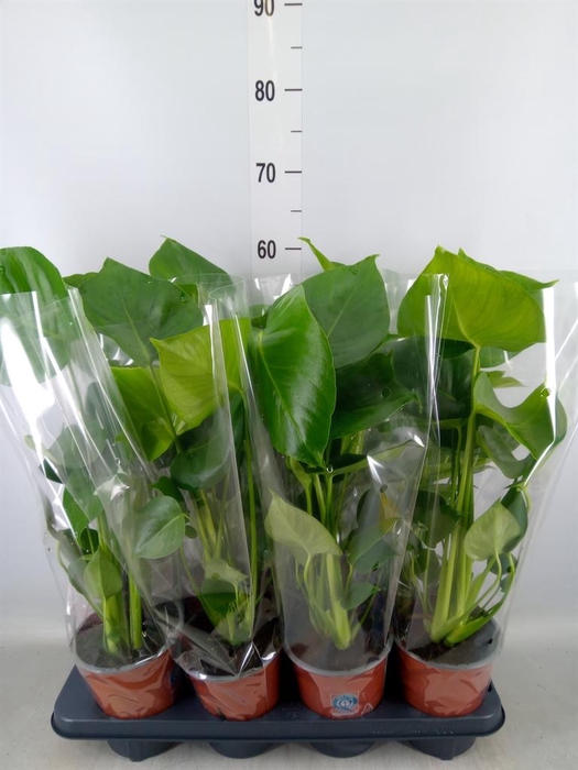 <h4>Monstera delic.</h4>