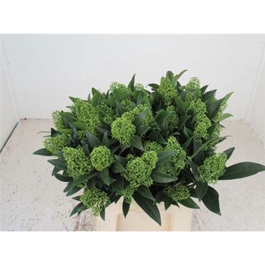 Skim C Kew Green Bs 45cm