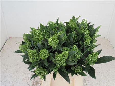 <h4>Skim C Kew Green Bs</h4>