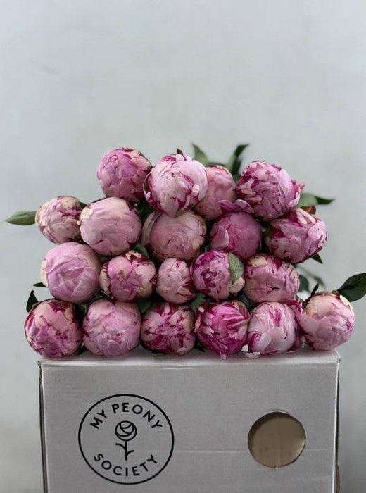 <h4>Paeonia Sarah Bernhardt</h4>