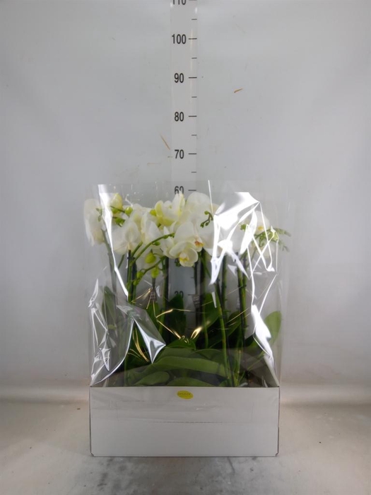 <h4>Phalaenopsis   ...white</h4>