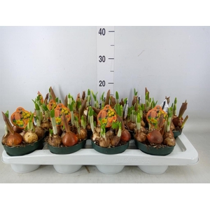 Bolbloemen   ...mix in pot