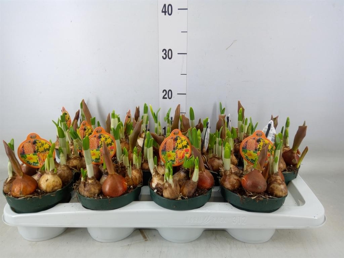 <h4>Bolbloemen   ...mix in pot</h4>