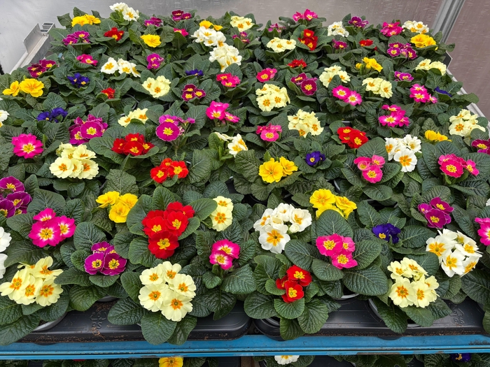 <h4>PRIM AC MIXK</h4>