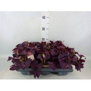 Oxalis trian. 'Mijke'