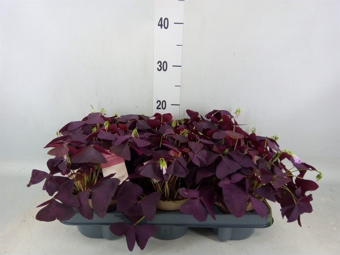 <h4>Oxalis trian. 'Mijke'</h4>
